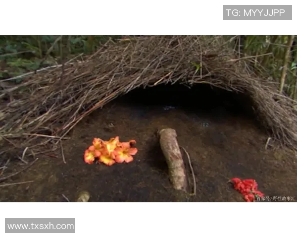 动物界的足球明星们展现出惊人的球技与灵动身姿的奇妙故事